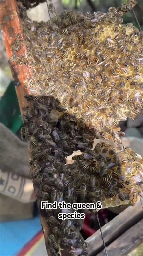 #bee #honey #trending #viral #beekeeper #beekeeping #pirpanjalgoldenhive #apiscerana #honeybeedance