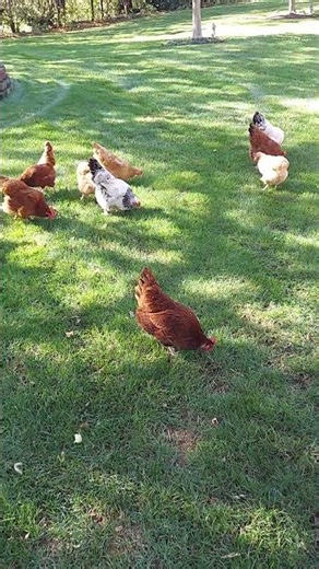 Chickens Chomping In Spring #chicken