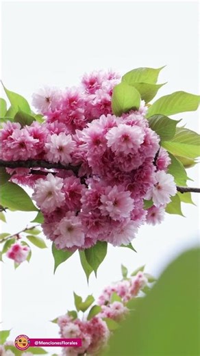 #CerezoJaponés | La flor que anuncia el renacer | Prunus serrulata | #sakura