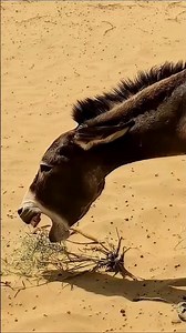 Donkey breeding video #donkeykong #animals #donkeykongcountry #horse #wildlife #goat #donkey #cow