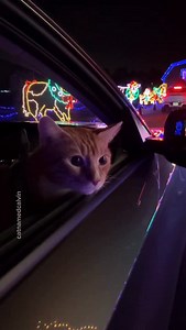 Glow big or glow home ✨ If you’ve been looking for a festive outing idea for your cat, Christmas lights are a fun one 🎄Calvin loved the one at @thelightpark last year! Just make sure they’re leashed… in case the lights start looking like toys. #catsofinstagram #christmaslights #catsofaustin #do512 | Cat Named Calvin