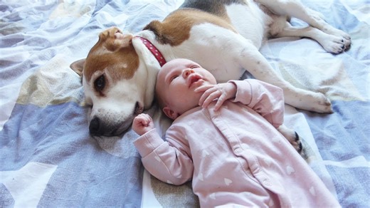 Protective beagle dogs keep newborn baby safe on first day