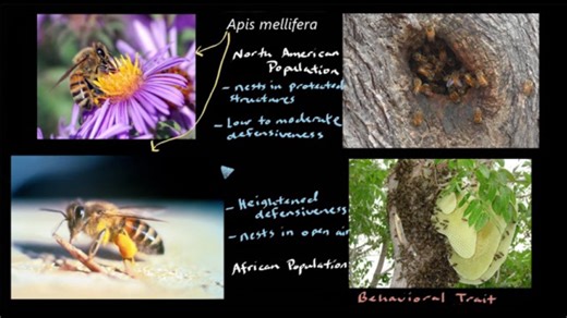 Natural selection and adaptation