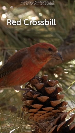 🔍 This week, discover the mysterious Red Crossbill! A medium-sized finch, Red Crossbills are found in conifer forests worldwide and sport a unique, strongly curved beak that crosses in an X at the tips. This feature allows it to exploit a food source inaccessible to most birds: conifer seeds.🌲 But Loxia curvirostra’s (scientific name) unique beak is only one aspect of its intrigue. How does the Red Crossbill continue to challenge and confound scientists? Read on to find out at https://bit.ly/4