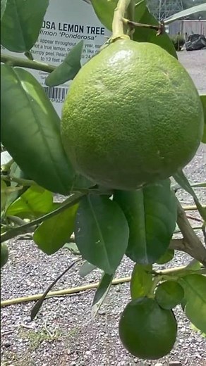 Key Lime (Citrus aurantifolia)