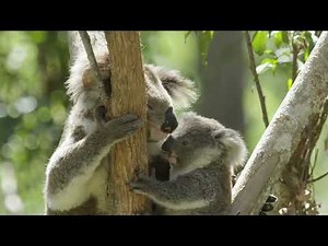 Wild Koala Breeding Program - Koala Conservation Australia