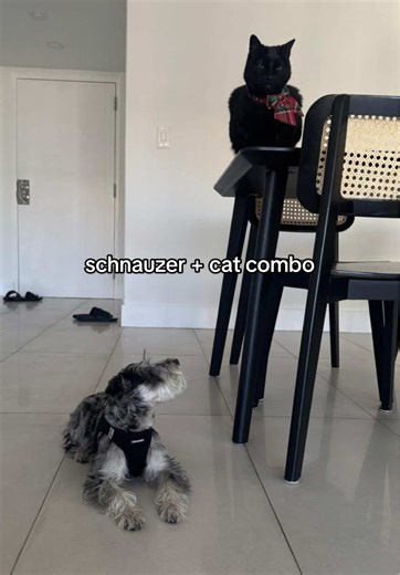 Schnauzer and Cat Duo: The Perfect Pet Combo