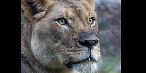 The Birmingham Zoo’s African lioness, Akili, dies following introduction to new lion