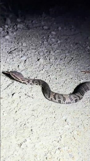 Baby Cottonmouth (Water Moccasin) Up Close!! #Florida #Wildlife #Outdoors #Snake #FYP #Everglades