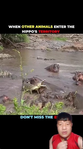 Hippo Fears Almost Nothing... Except Elephants! 🦛🐘😲 #Hippo #Wildlife #shortsfeed