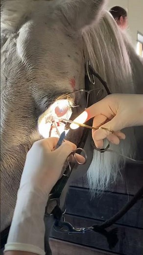 Vétérinaire: l’anesthésie générale n’est pas toujours nécessaire