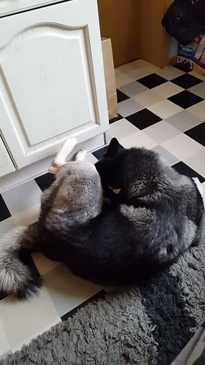 Hund befriedigt sich selbst bis zum Schluss!