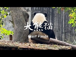 国宝大熊猫-成都大熊猫繁育研究基地｜A Visit to Chengdu Research Base of Giant Panda Breeding
