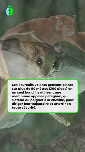 Jusqu’où peut aller un ÉCUREUIL VOLANT ? 🐿️🪽