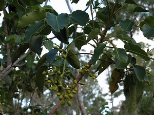 Metopium toxiferum - Alchetron, The Free Social Encyclopedia