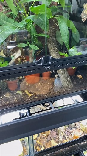 Today I’m gently examining this juvenile red-eyed crocodile skink’s (Tribolonotus gracilis) hind feet to try and determine whether we’re looking at a male or female. Sexing this species isn’t always straightforward, especially with juvenile animals like this one, but the primary indicator I see developing at this age are hind-toe pores. Males have a pair of raised pores on the second toe of each hind foot. These pores look like bright, waxy bumps that stand out from the surrounding scales on the