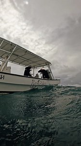 🌊🤿 Diving at the dive site with Boris, Moose, and Squirrel in Roatan, Honduras is like stepping into an underwater dream! 🌟🐠 Surrounded by beautiful barrel sponges, schools of snappers, and incredible soft corals swaying gently with the currents, it's a mesmerizing dance of marine life and color! At Reef Gliders, every dive here is an extraordinary adventure, where the vibrant underwater world awaits your exploration. Dive in and be amazed! #RoatanDiving #ReefGliders #UnderwaterWonderland #M