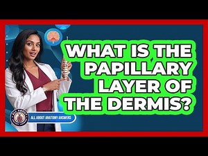 What Is The Papillary Layer Of The Dermis?