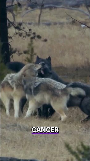 Chernobyl Wolves Evolved to Survive Radiation