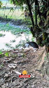 Village Cat Drone Prank funny video🤣 #fy #foryou #droneprank #prank #village funny viral explore follower everyone everyonefollowers everyonehighlights | Fokir Lal