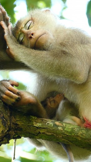 Sleeping beauties | Animals Shelter