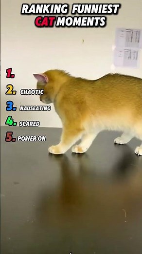 Crazy & Funny Cat Antics You Can’t Miss #funny