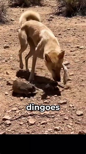 Dingoes Have a Hidden Hunting Skill You Never Knew!