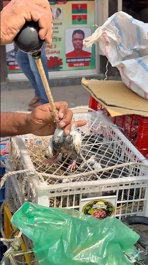 How to Save a Baby Pigeon 🕊️ | How to Feed When Parents Are Missing | Complete Educational Video