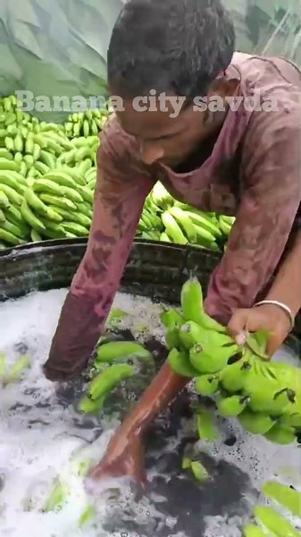#bananamarket #farming #banana #market #fruit #bananafruit #bananafarmin#viralvideo #trending