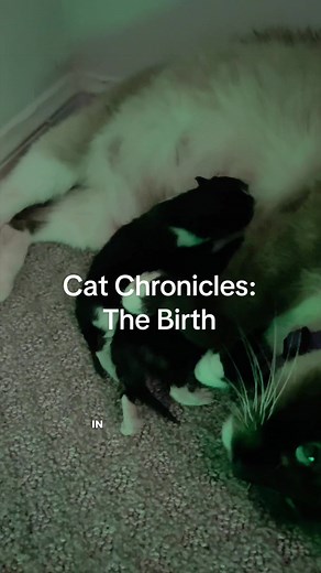 First born 🐱🐱🐱🐱 #kittentok #catdistributionsystem #CatStory #straycat