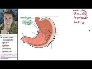 Digestive system 5- Stomach