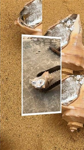 You won't believe the result! 🐚✨ #oddlysatisfying #aluminum #diy