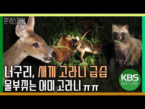 너구리에게 새끼 고라니 빼앗기고 울부짖는 어미 고라니 ㅠㅠ [야생여정-고라니와 살아가기] / KBS 20190316 방송