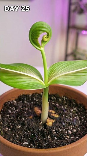 Turmeric Growing Time Lapse: Seed to Harvest in 90 Days