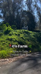 4K views · 271 reactions | Looking for an unforgettable experience? Join us for one of our exclusive farm tours:  Farm-to-Table Lunch: Tour the gardens then sit back while our chef creates you a gourmet lunch from fresh produce picked onsite. ☕ Coffee and Brunch Experience: Walk through our coffee fields, learn the art of growing and harvesting beans, enjoy a fresh coffee and brunch right on the farm. Gather your foodie friends and reserve a spot today  | O'o Farm | Facebook