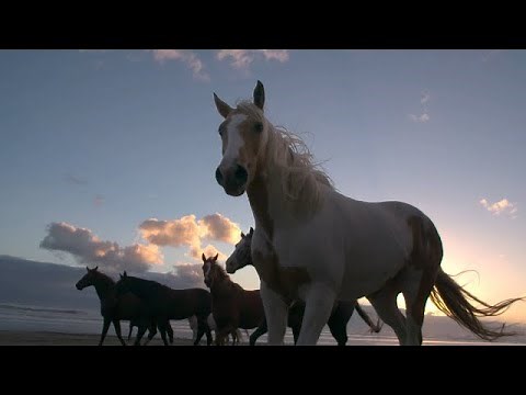 [part 2] Amazing Wild Horses running • The real meaning of FREEDOM