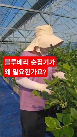 블루베리 순집기를 하면 수형도 만들고 겨울전정이 훨씬 쉬워요 라이브 하이라이트