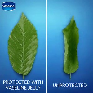 1.7K reactions · 61 shares | Looking for an extraordinary difference? You won't find it in just any jar. Vaseline's Petroleum jelly, with its purified formula, has that healing power difference! تريدين فرقاً مذهلاً في بشرتك؟ لن تجدي ذلك إلا في فازلين جلي الأصلي، بتركيبته النقية التي تعتني ببشرتك وتحميها | Vaseline | Facebook