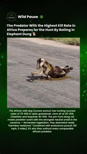 A Wild Dog Rolls in Elephant Dung Before Hunting — Reason Is Devastating 🐕 #shorts