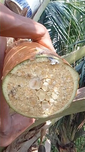 One Slice, Sap Flows Instantly! 🌴💧🔥
