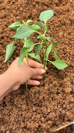 Precision Farming: Manual Transplanting of Chili Pepper Seedlings #shorts