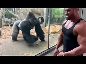 Funniest Gorilla Videos Ever | Gorilla Comedy Compilation 😂