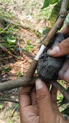 Air layering mango tree।।very simple methods #shorts #mango