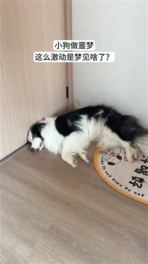 Brand Dog's Scary Dream: A Heartwarming Pet Story