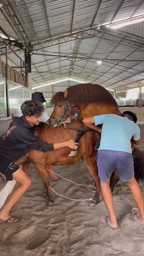 SELA_GOOD on Instagram: "Bajilak ndelok jaran kawin jebul nyenengke !! Sundel !! Tag koncomu seng seneng kawin 😭 📍 @humaira.stable @humairaresto #tyson #kudaimpor #kudaponi #horsemagic #kudakawin #reels #video"