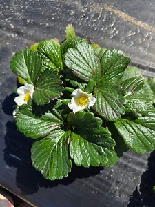 🍓s are on schedule! #corndodgersfarm #FlutterField #butterflyhouse #kippersberries #strawberries #upickstrawberries | CornDodgers Farm