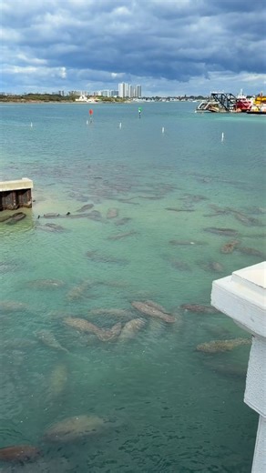Nick Bingo | Winter In Florida❄️🌴 #manatee #coldfront #florida #survival #seacows | Instagram
