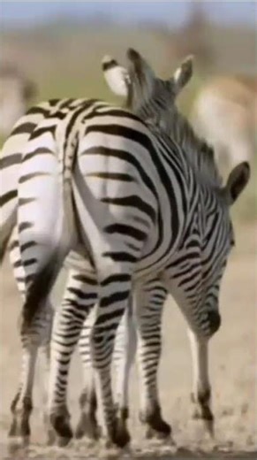 Every zebra has a different stripe pattern! #zebrastripes #animalfacts #knowmorefacts