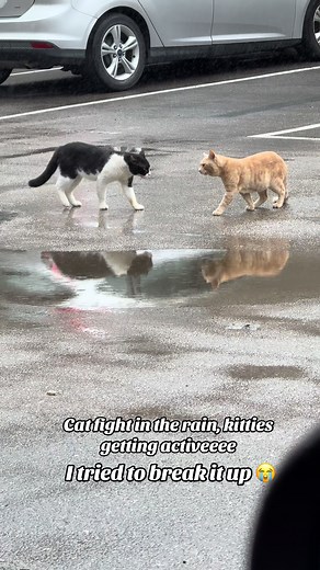 Fierce Cat Fight in the Rain | Kitties Getting Active