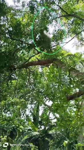 Fearless Monkeys Tree-to-Tree Jumping! 🌿🐵 Jungle Fun! 😊#WildMonkeys #MonkeyJump #NatureShorts
